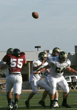 Eastern JV081